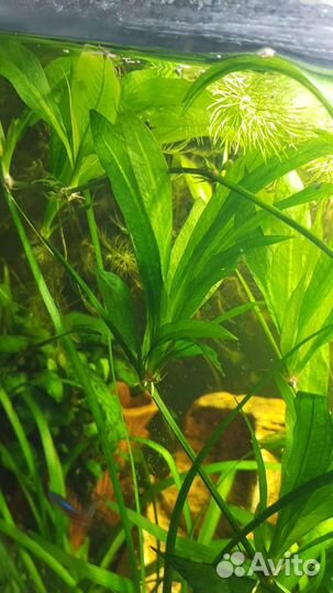 Аквариумное растение Эхинодорус амазонский