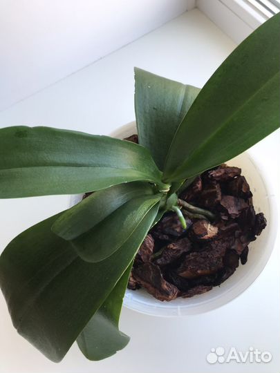 Орхидея фаленопсис белая