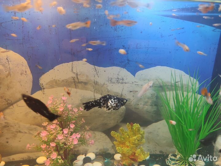 Аквариумные рыбки мальки гуппи моллинезии