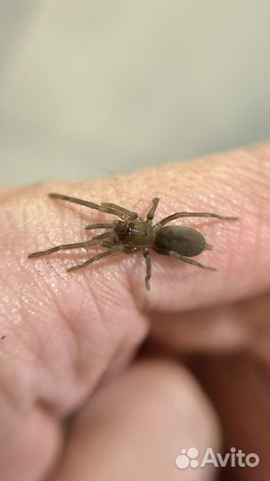 Паук птицеед Birupes simoroxigorum н/о