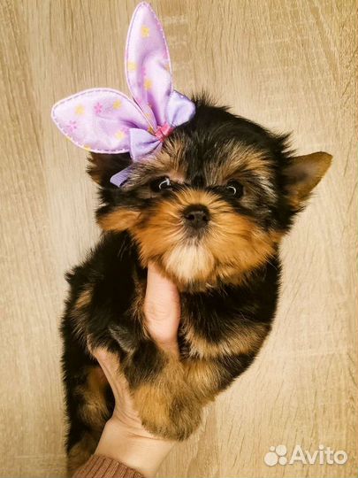 Кукольные мини и микро щенки йорка