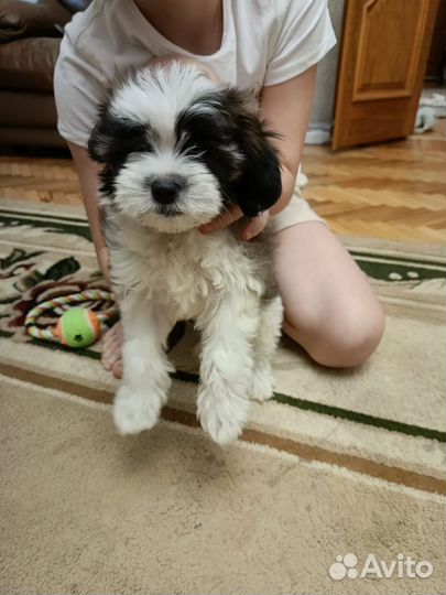 Болонка щенки