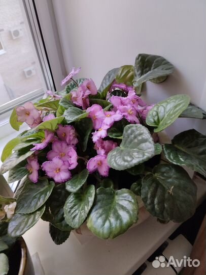 Цветущие сортовые фиалки 