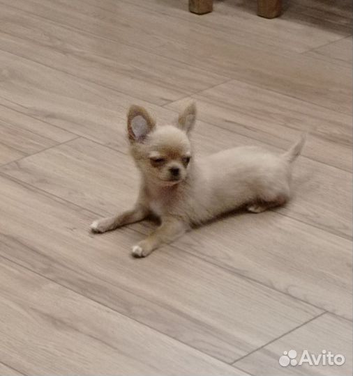 Чихуахуа мини