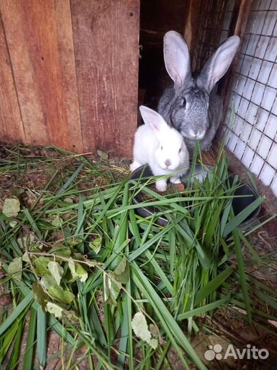 Крольчата 3 месяца