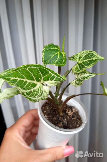 Сингониумы Серый призрак, Неон, Батик, Панда