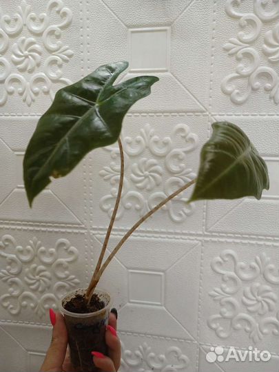 Алоказия сандера