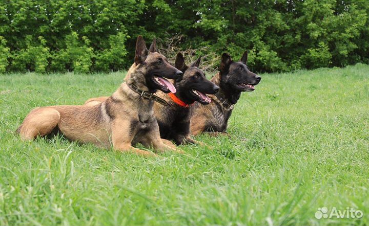 Дрессировка в Курске и области