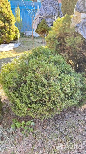 Туя шаровидная размер 1м на 1 м приблизительно