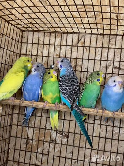 Волнистый попугай