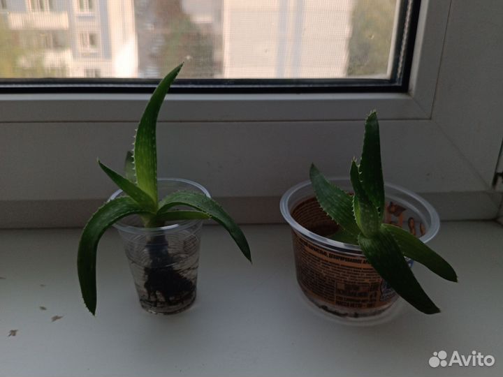 Алое лечебный