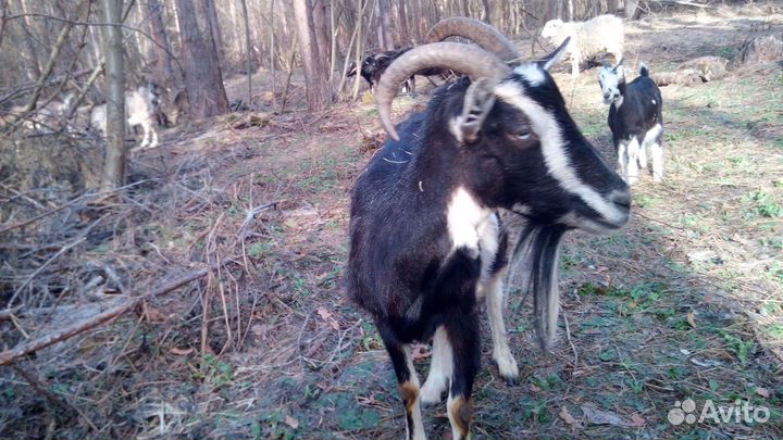 Козы и козочки