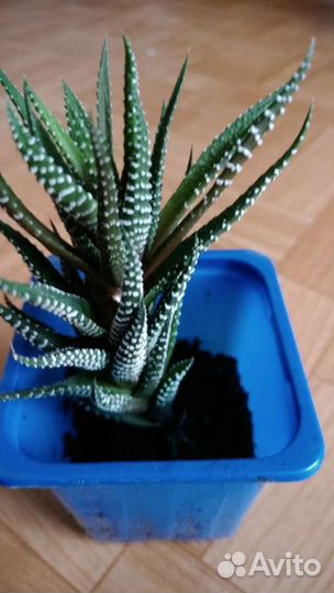 Хавортия (Haworthia)