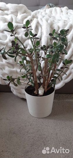 Толстянка Денежное дерево