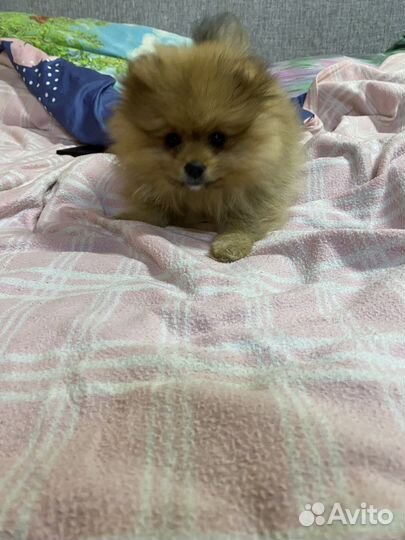 Померанский шпиц