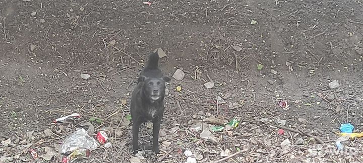 Пес в добрые руки