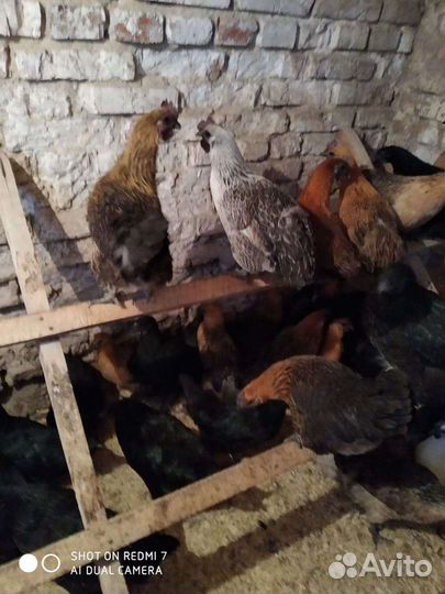 Куры, Индюки,цыплята,инк яйцо под заказ