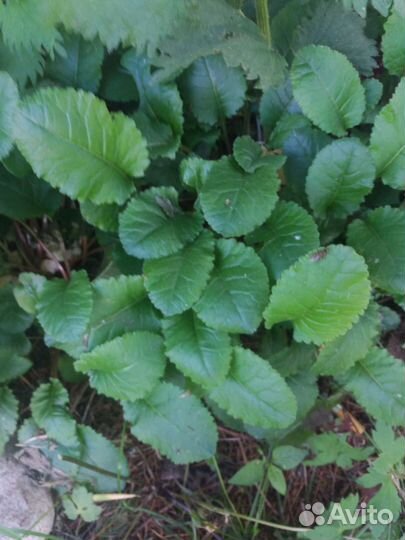 Рассада многолетних цветов