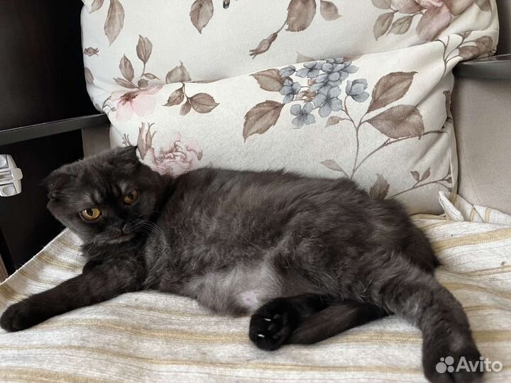 Шотландская кошка бесплатно