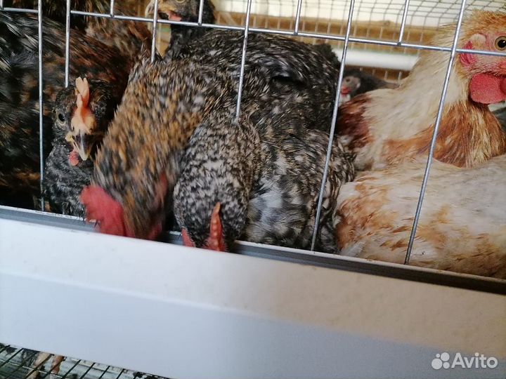 Молодые петухи