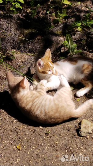 Рыжий котенок мальчик 2.5 месяца