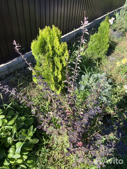 Барбарис бордовый