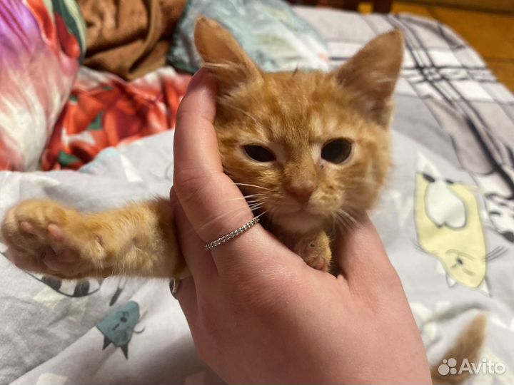 В дар рыжего котенка