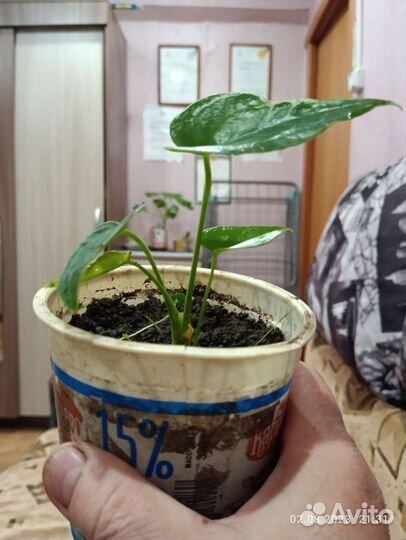 Комнатные цветы антуриум