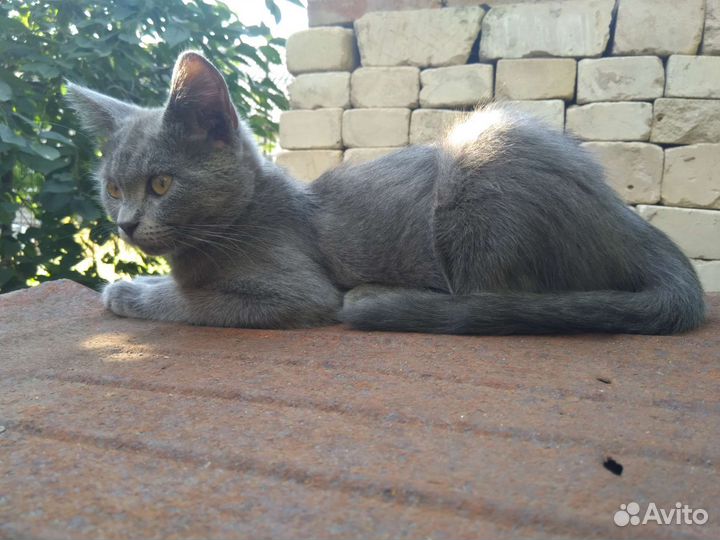 Кошечка 5 месяцев