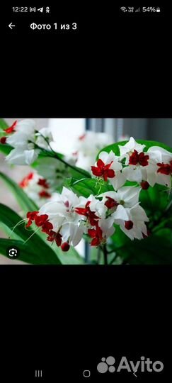 Клеродендрум