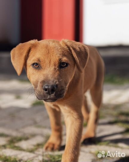 Щенок в добрые руки