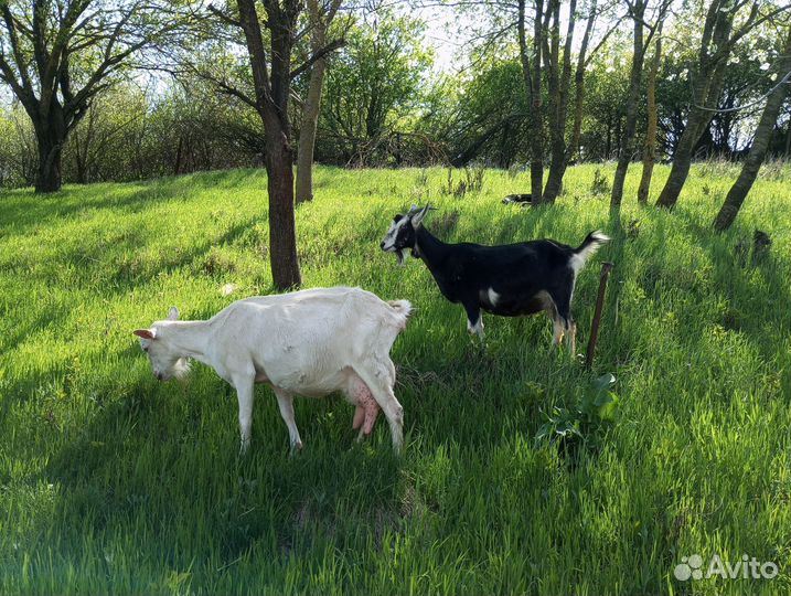 Козье молоко, творог, брынза