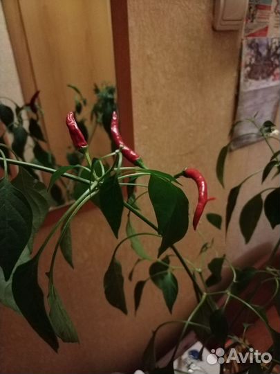 Перец острый комнатный молодые растения