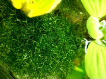 Риччия плавающая (Riccia fluitans)