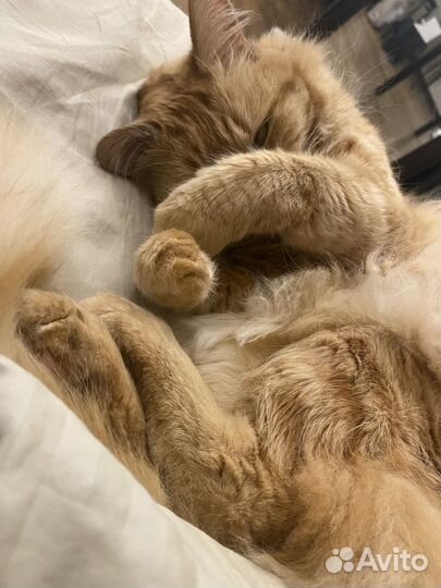 Случка вязка кота