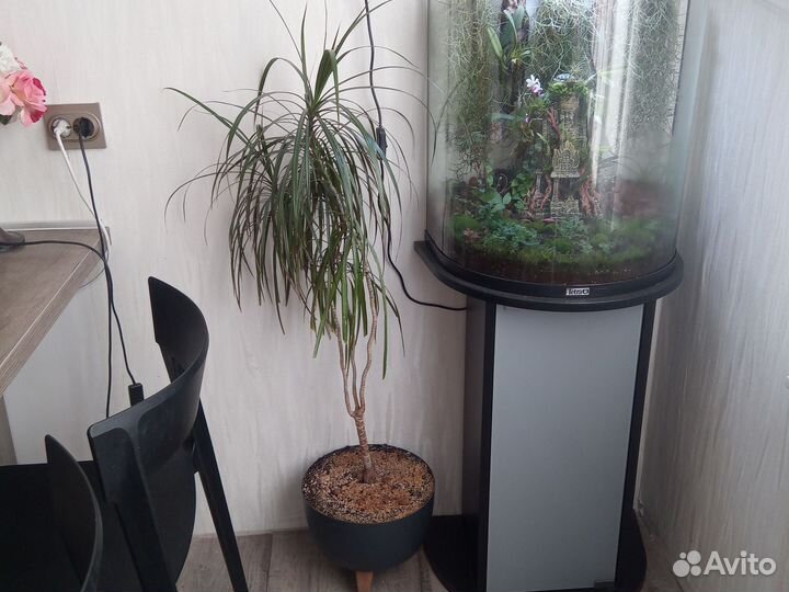 Пальма драцена