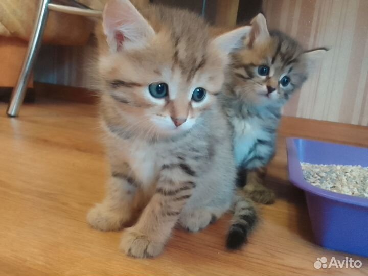 Котята в добрые руки даром