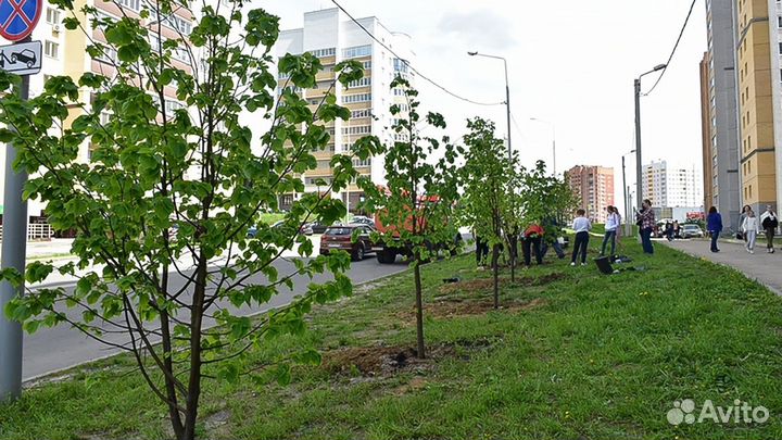 Саженцы для озеленения