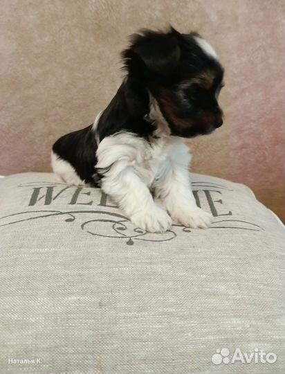 Щенки бивер йорка