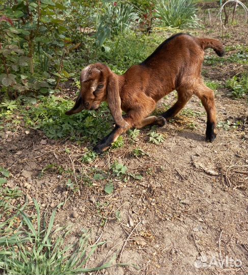 Англо нубийские козлята