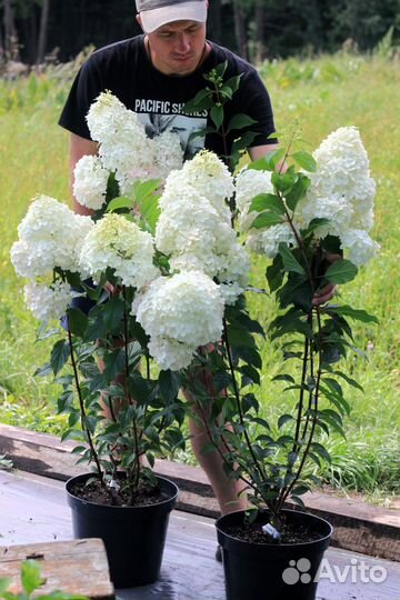 Г О Р Т Е Н З И Я большие 3х летки