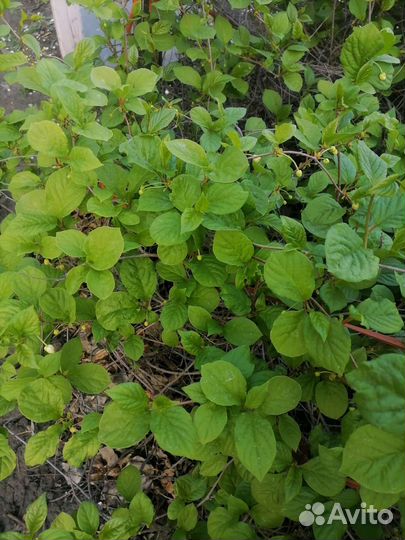Лимонник дальневосточный