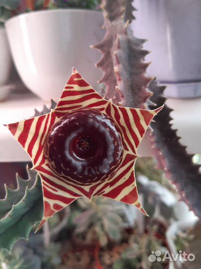 Суккуленты:Хавортии,Алоэ,Крассулы,Ластовневые