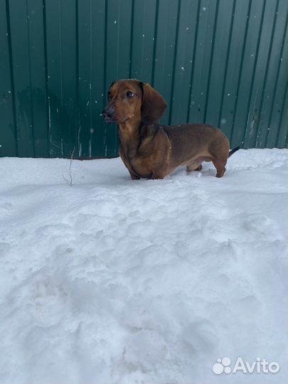 Такса вязка