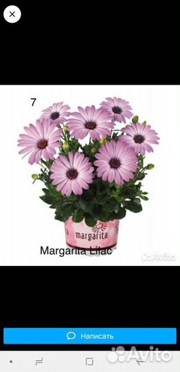 Вегетативный остеоспермум