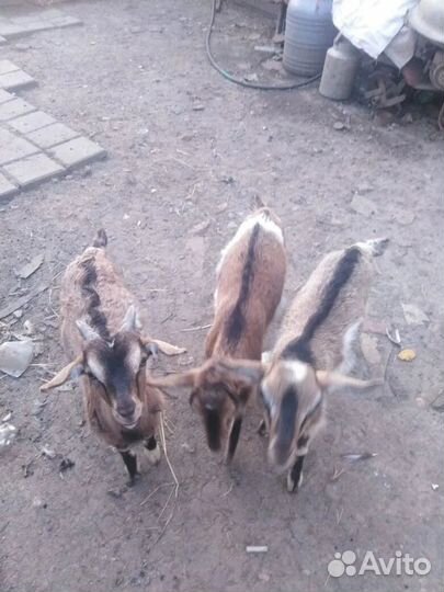 Зааненская коза