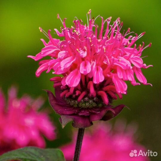 Монарда (Дикий бергамот) гибридная Pink Supreme Са
