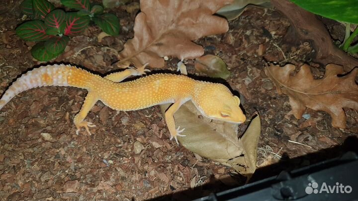 Скорпион, эублефары, птицеед синий