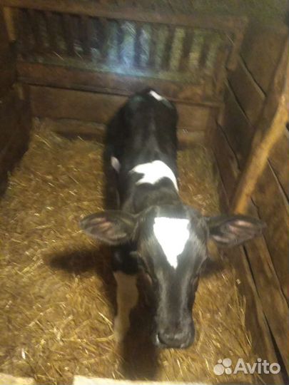 Бычки больше месяца