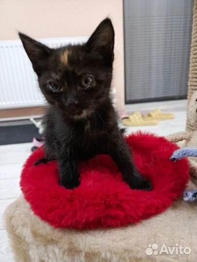 Котята в добрые руки бесплатно